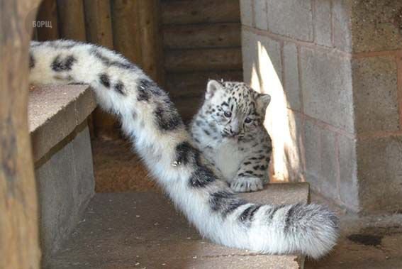 Коты и Кошки