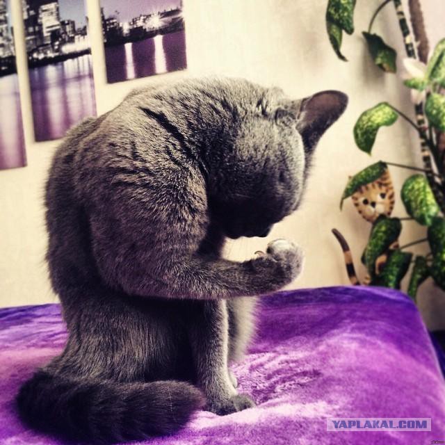 Котовторник  23.01.2018