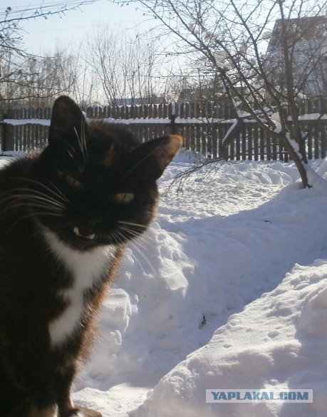 Котовторник 20.02.18