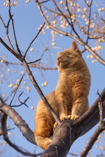 Фотобомбы котов