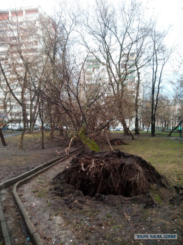 В Москве из-за шторма пострадали 12 человек