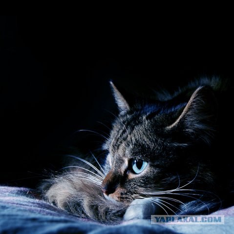 Котовторник на ЯПлакалъ (15.07.2008)