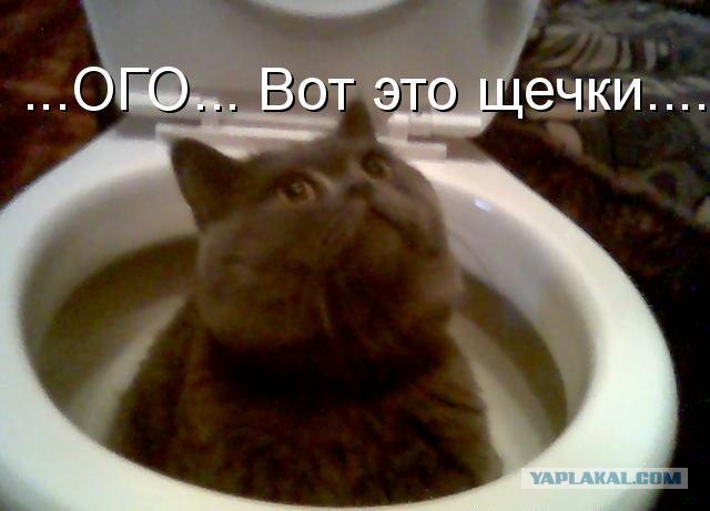 Что может кот делать в туалете?