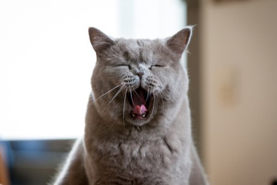 Прикольных котов пост