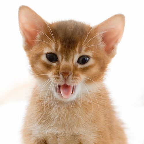 Котовторник на 22 июня