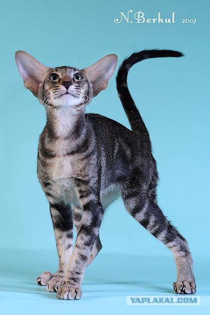 Котовторник стартует