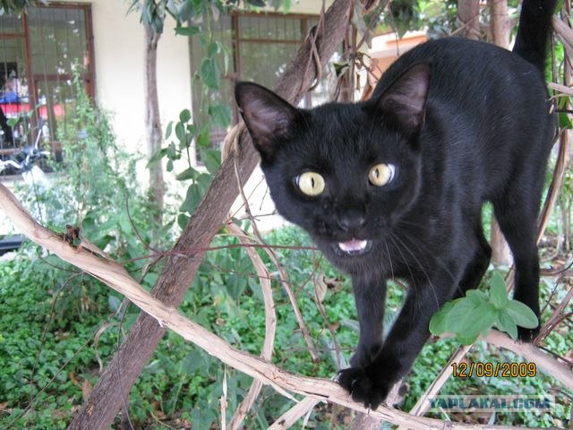 Котовторник  07.06.11