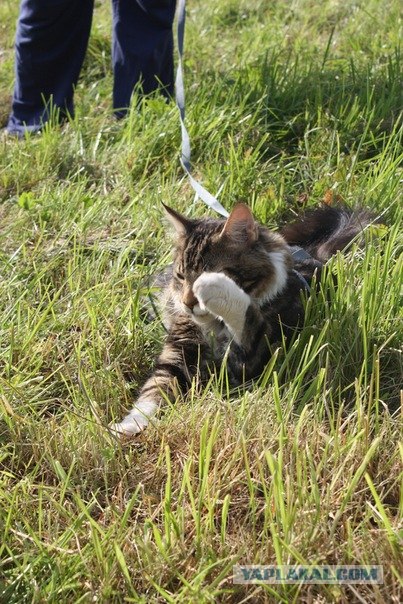 Котовторник! 11.10.11