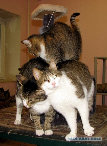 Ну и где ваш котовторник?
