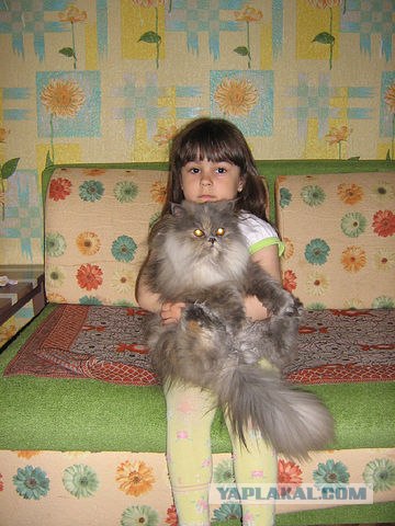 Котовторник (21.02.2012)