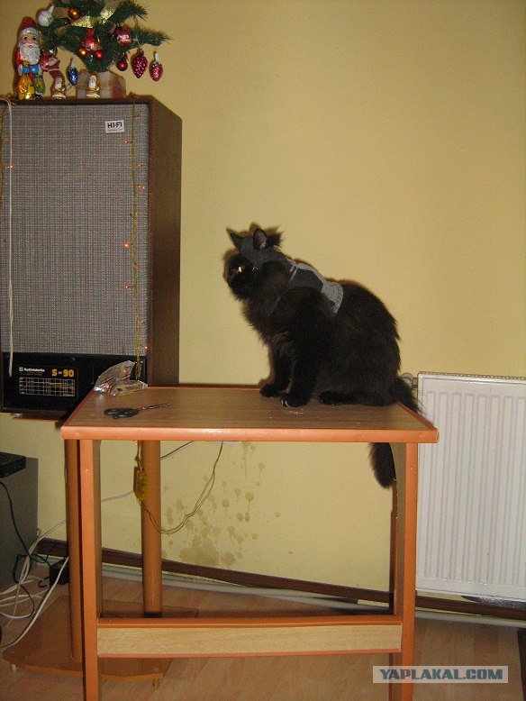 Котовторник 27.03.2012