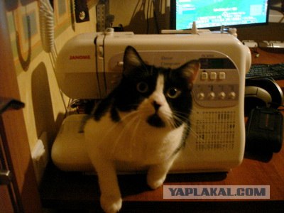 Котовторник  от 3.04.2012
