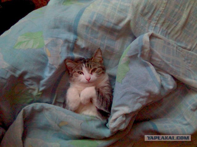 Котовторник 31.07.2012 г.
