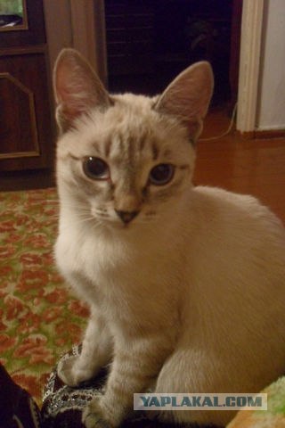 Котовторник  28.08.12