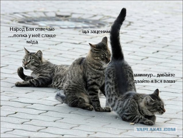 Подпиши фото!