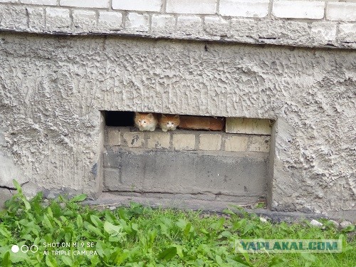Ну, с котовторником!