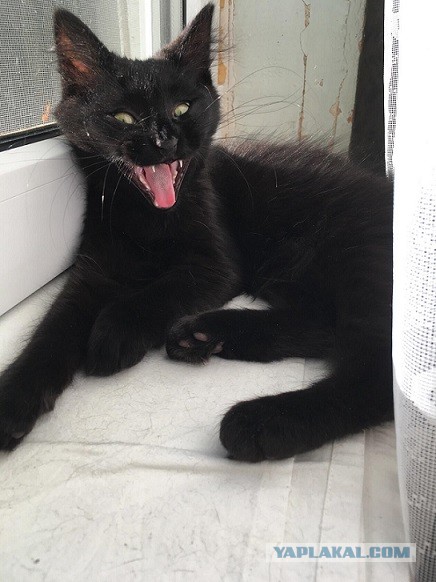 Моя красотка