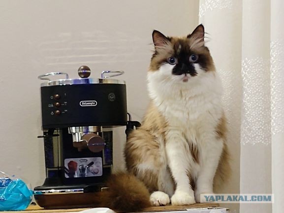 Картинки с котами и про котов