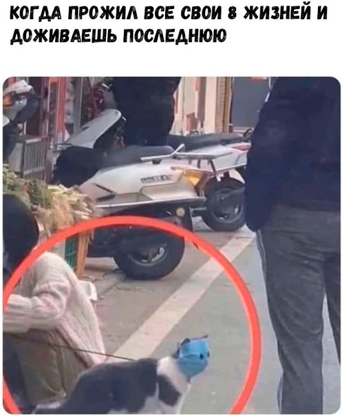 Весёлый полтишок 03.01