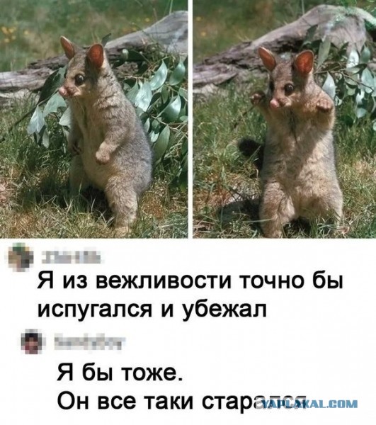 Топ оскорблений от Медведева