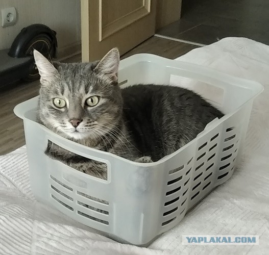 К - Котовторник ☺ Пополнение