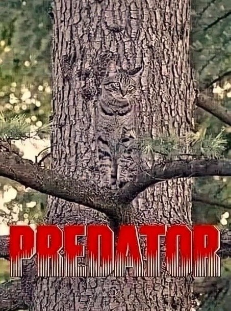 Шпионские страсти