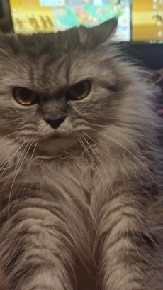 Купила кошке ковëр