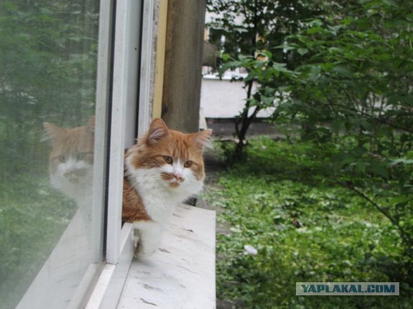 Котовторник 04.06.2013