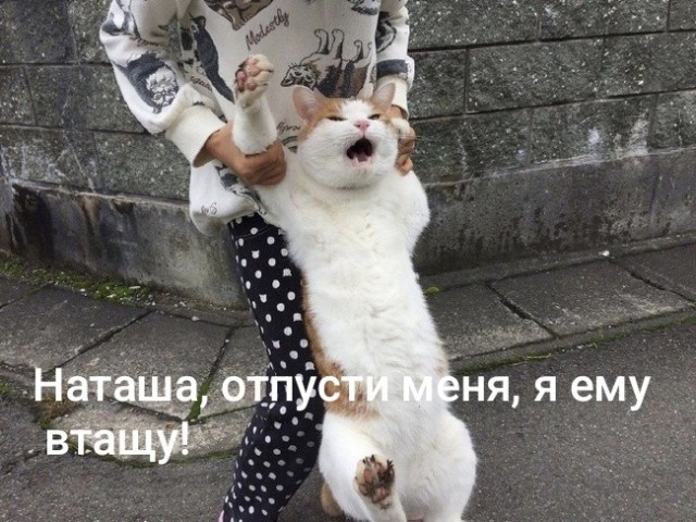 К котовторнику: подборка картинок-баянов с котиками и про котиков. Выпуск 19.