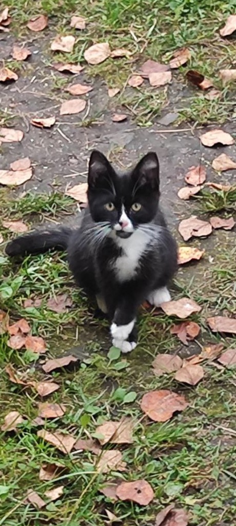 Котики