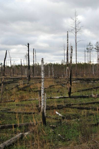 Дрова оказались важнее людей: как Курша-2 исчезла в огне и почему об этом молчали