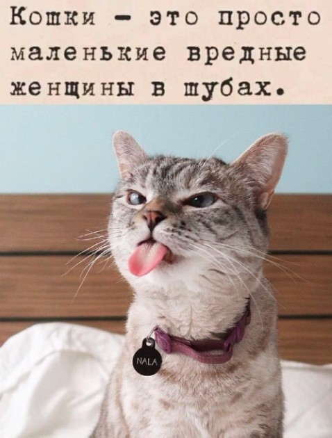 Всемирный день котиков.