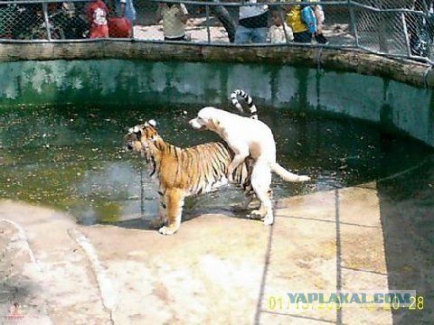 Фотки из интернета.