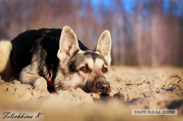 Мой малый друг Мухтар