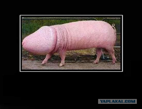Шашлыки