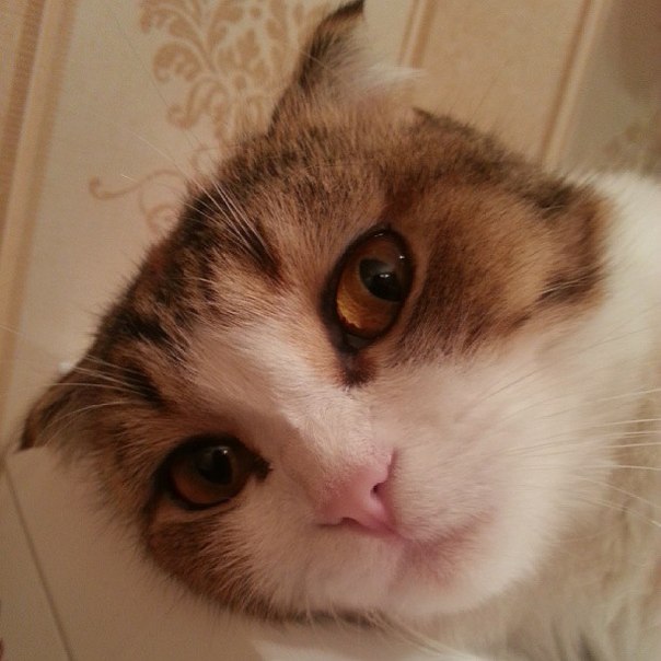 Селфи с котом