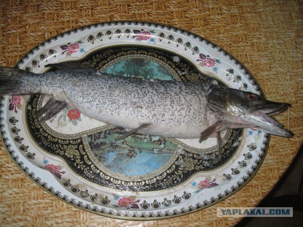 Гефилте фиш