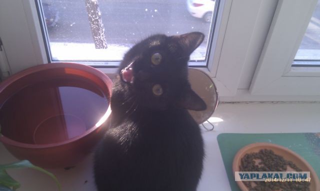 Котовторник