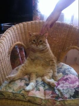 Котовторник