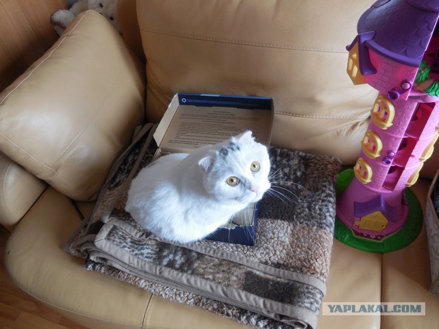 Гнездо для котэ.