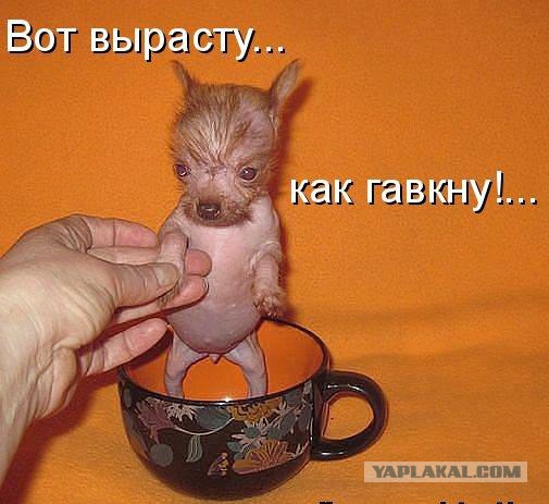 Сонный щенок изо всех сил охраняет спящего малыша