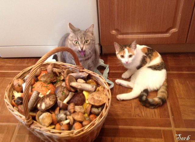 Котовторник 5.05.2015.