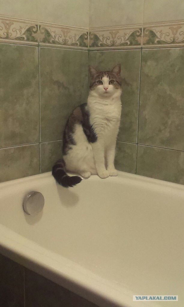Котовторник  21.07.2015