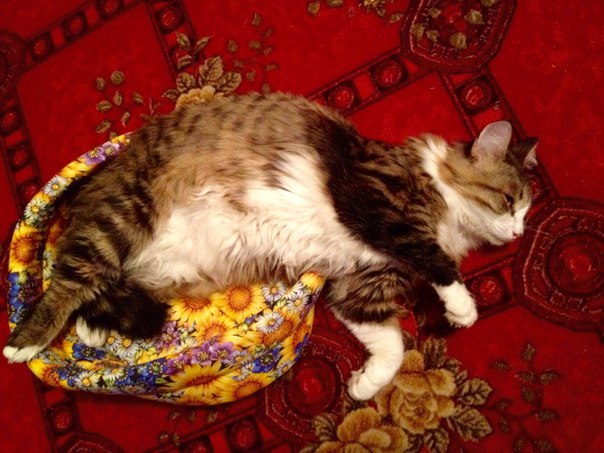 Спасение котеек