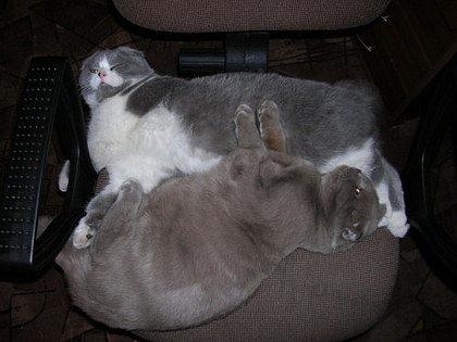 Коты, кошки, котята