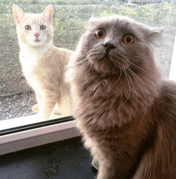 Прикольные картинки