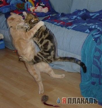 Кошки и Собаки - большая подборка