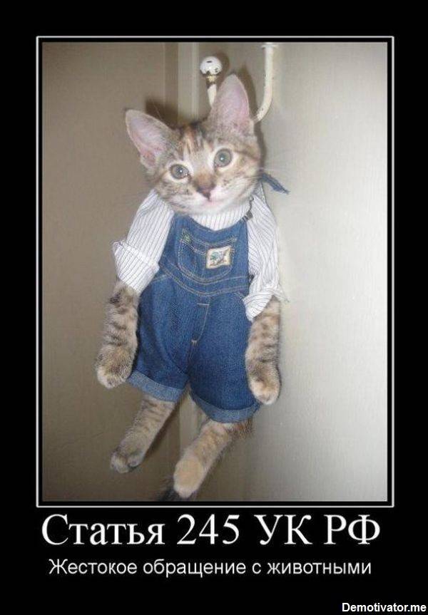 Мой кот, мои правила!