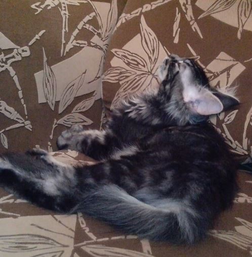 Котовторник 15.03