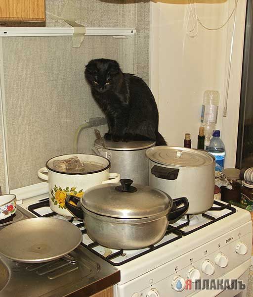 Которозыск, срочно!